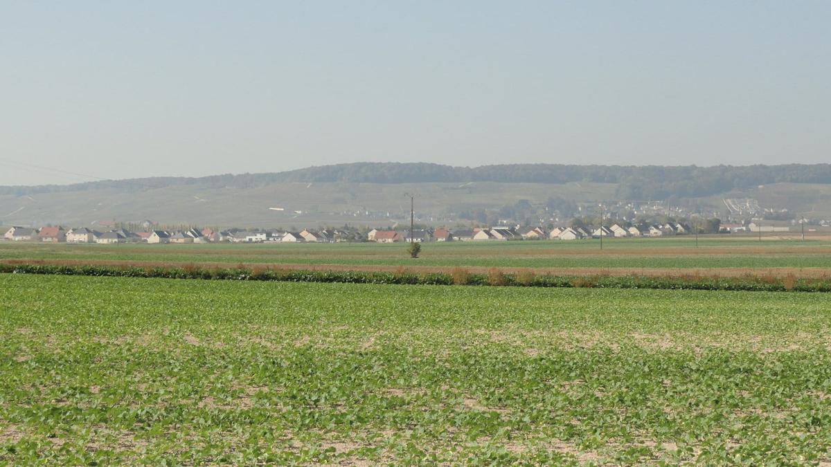 The chalk-soil vineyards of Avize on the Côte des Blancs, the terroir behind the Selosse lieux-dits and the broader grower-champagne renaissance.