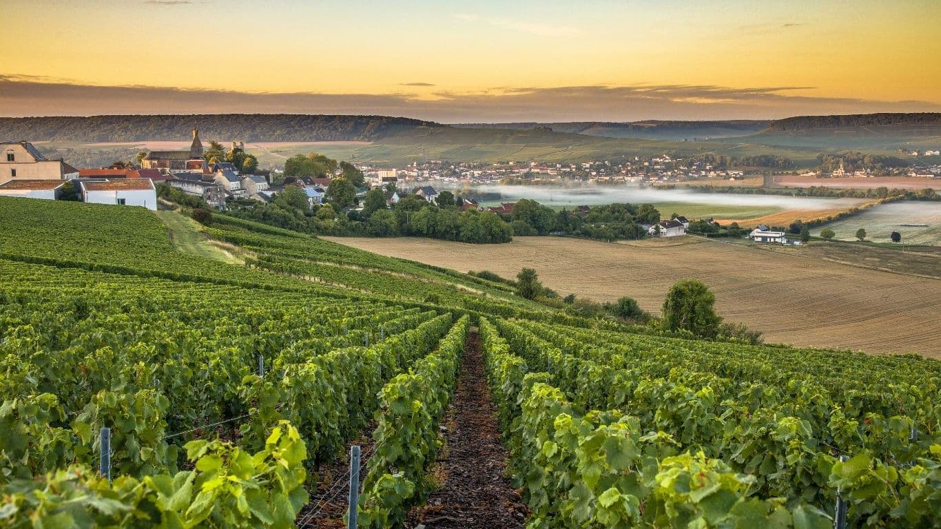 emerging fine wine regions