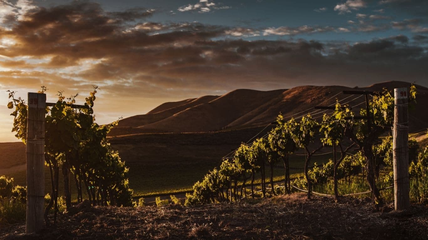 factors affecting fine wine prices and quality
