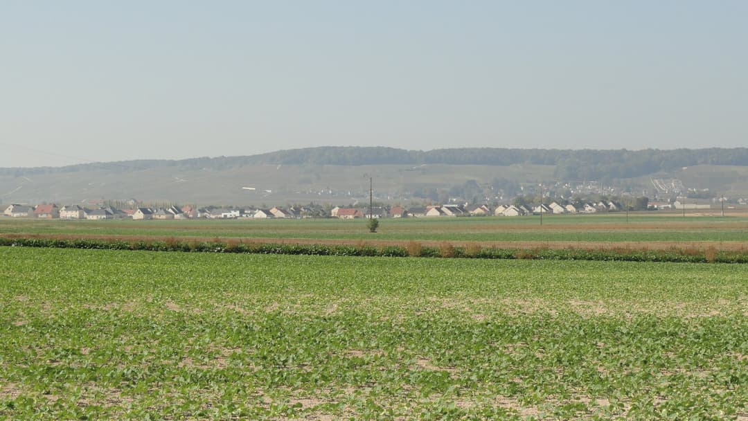 The chalk-soil vineyards of Avize on the Côte des Blancs, the terroir behind the Selosse lieux-dits and the broader grower-champagne renaissance.