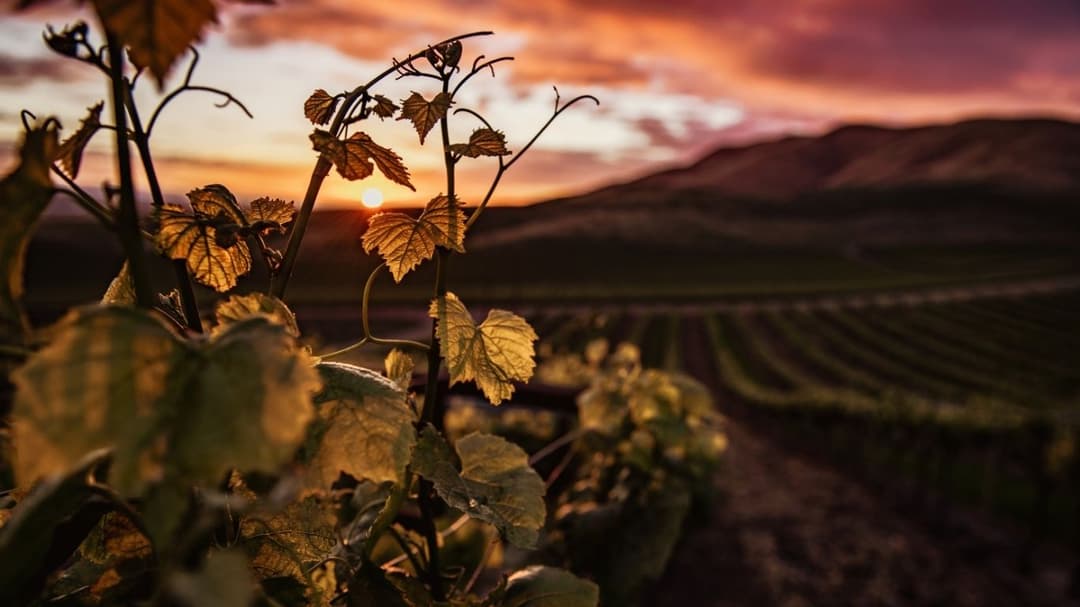 Merlot terroir