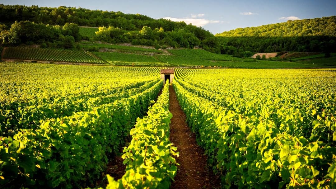 Bordeaux Fine Wine