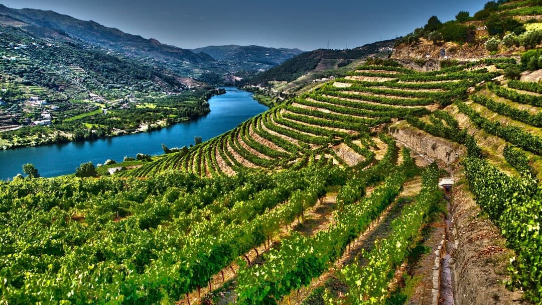 Douro fine wine
