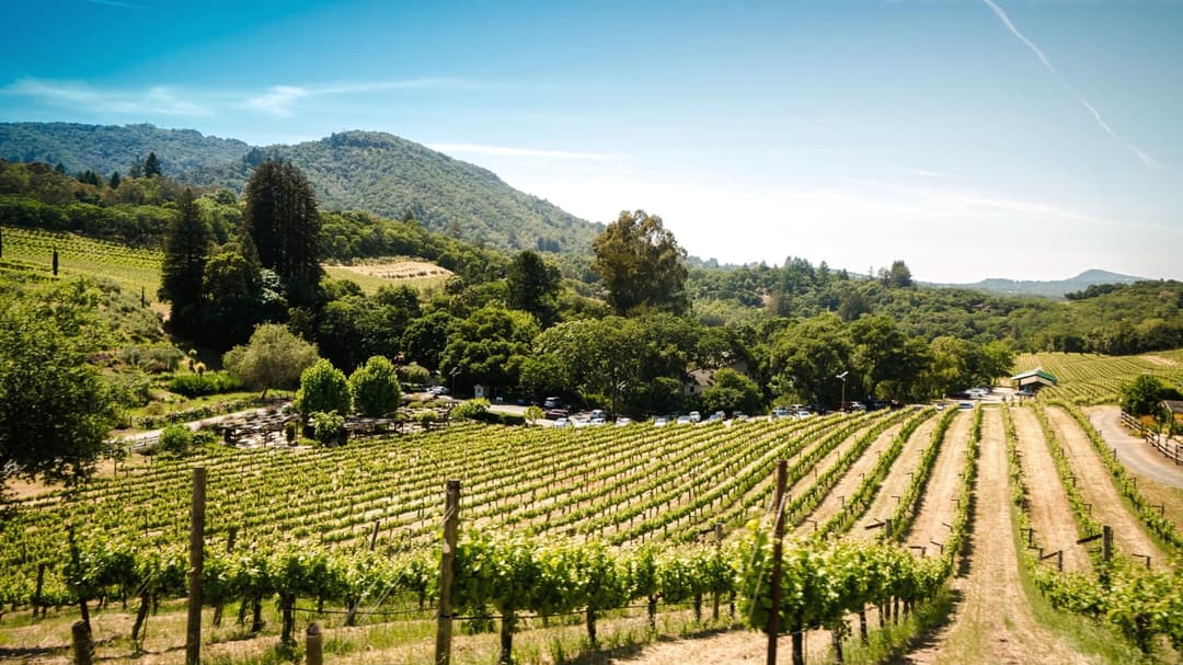 California’s 2025 Vintage May Become One Of The Hardest Bottles To Buy