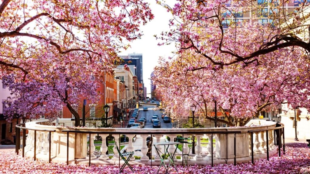 Baltimore during spring time