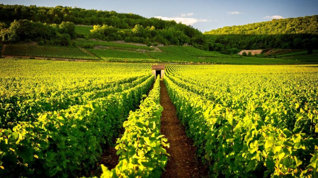 fine wine regions