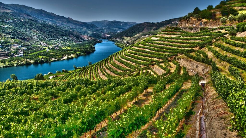 Douro fine wine