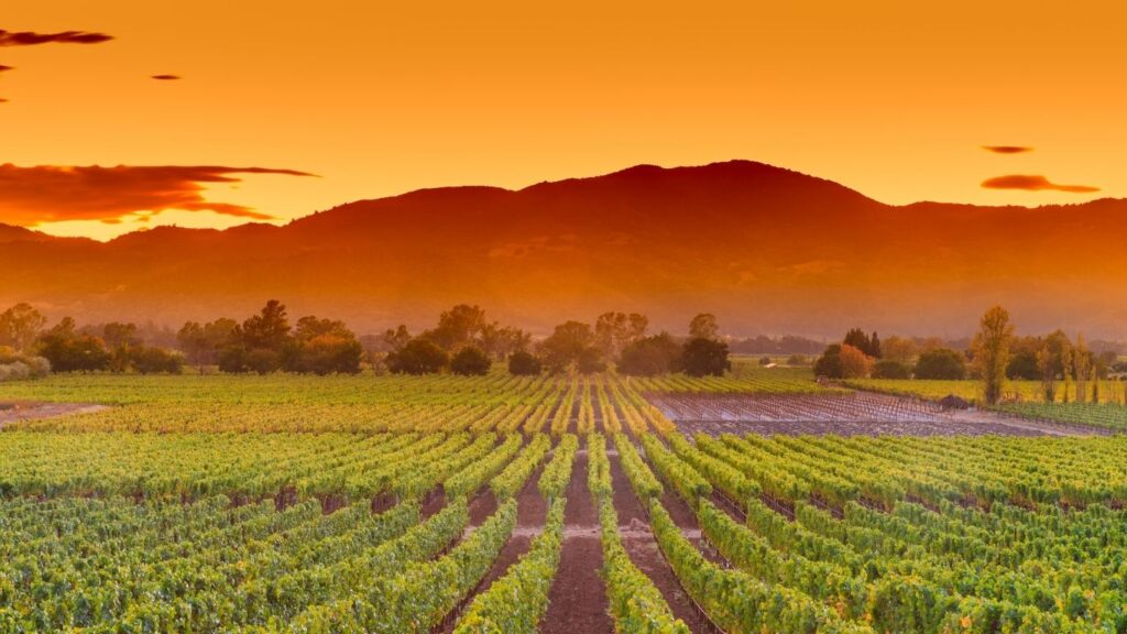 Napa Valley wine regions