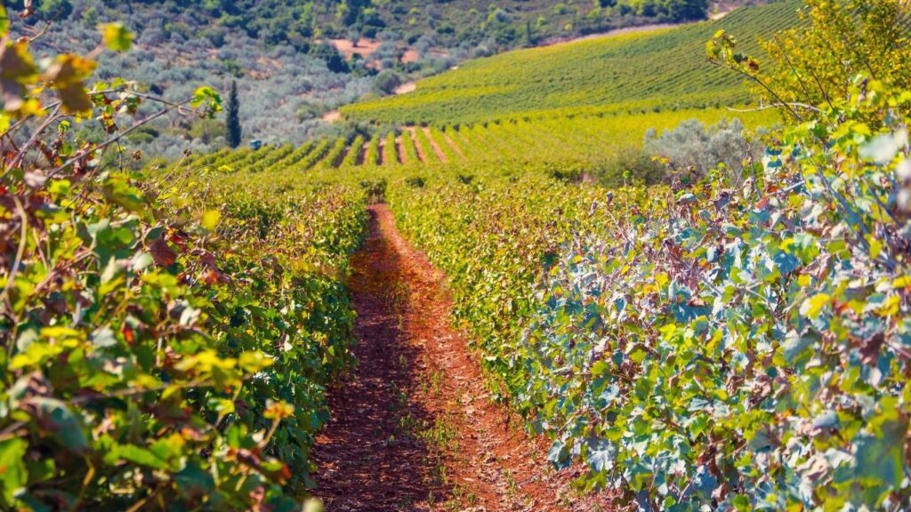 Nemea wine
