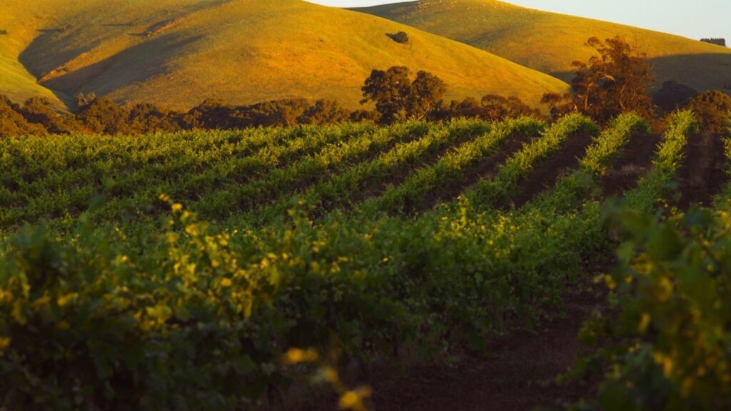 Pinot Noir vs Cabernet