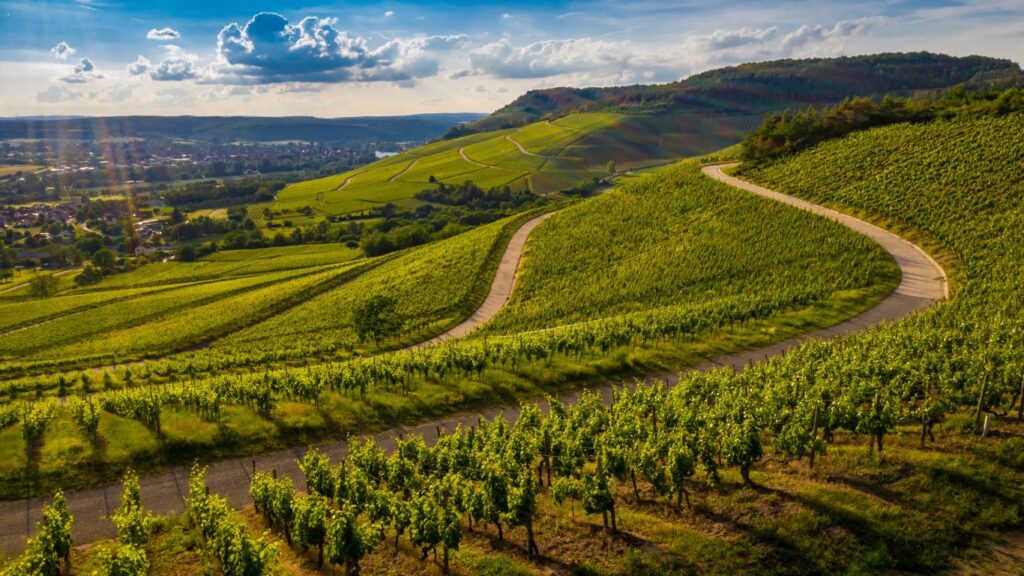 Bordeaux vs Napa Valley: Terroir

