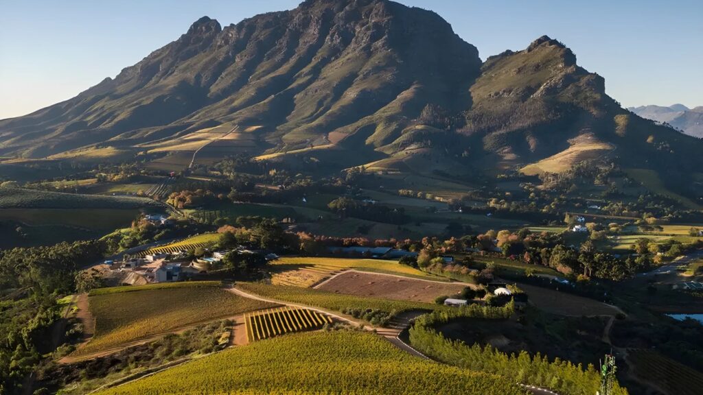 France’s 2025 wine harvest