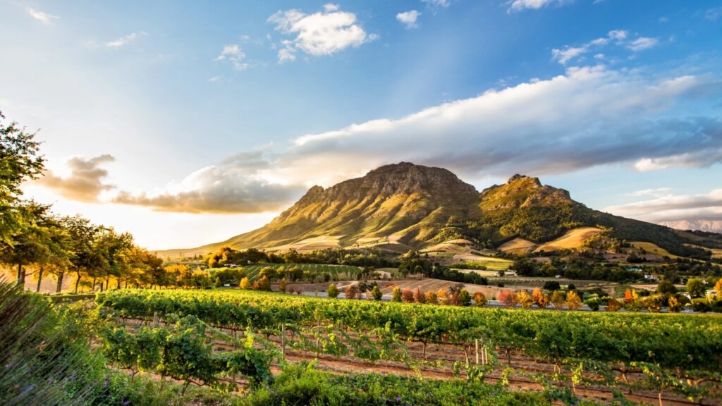 Why South Africa’s Wine Scene Isn’t Ready For Global Investors Yet